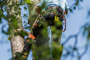 Entretien des arbres - même en été!